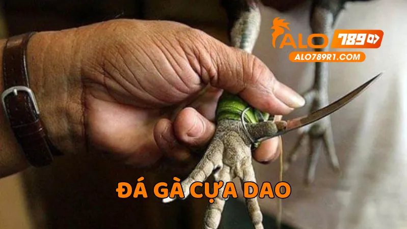 Đá gà cựa dao